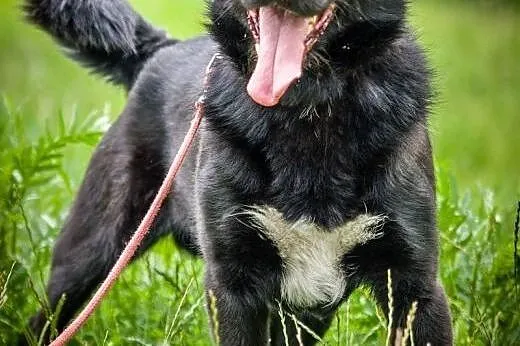 OTOZ Animals - Tofik - wesoły urwis szuka swojego 