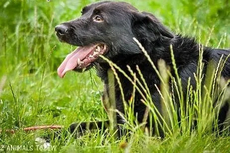 OTOZ Animals - Tofik - wesoły urwis szuka swojego 