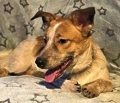 ŁATEK – kochany, wesoły, roczny szczeniak; do adopcji, Wielkopolskie, Poznań