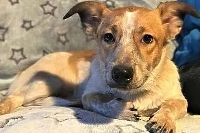 ŁATEK – kochany, wesoły, roczny szczeniak; do adopcji, Wielkopolskie, Poznań
