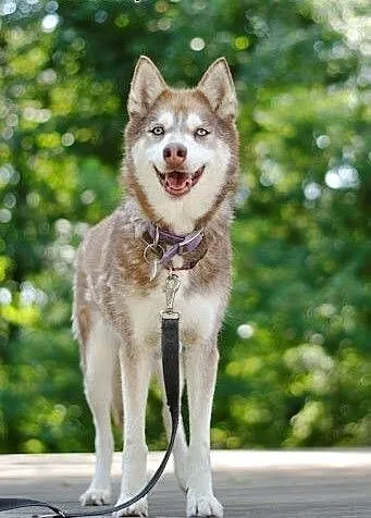 Luna rudowłosa piękna sunia husky czeka na dom, k