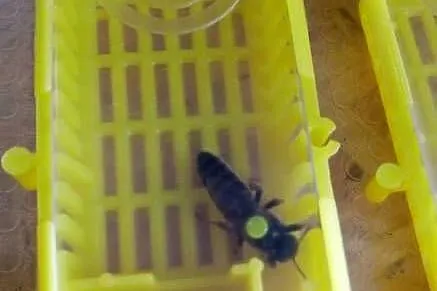Matka pszczela Karpatka unasienniona