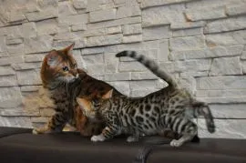 Koty Bengalskie kocieta.. .E-mail ..............patrycjapolaczek693@gmail.com