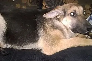 Maks,mix owczarka 5 miesiecy,adopcja!!,  świętokrzyskie Kielce