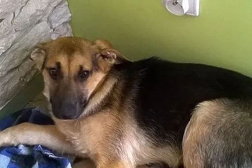 Maks,mix owczarka 5 miesiecy,adopcja!!,  świętokrz