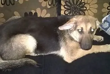 Maks,mix owczarka 5 miesiecy,adopcja!!,  świętokrz