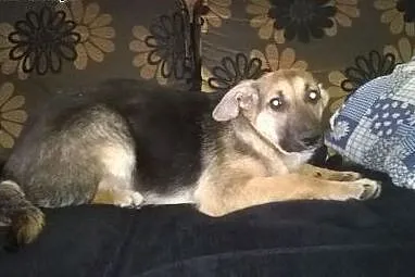 Maks,mix owczarka 5 miesiecy,adopcja!!,  świętokrz