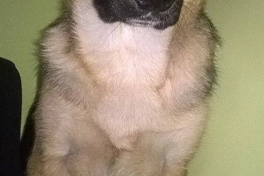 Maks,mix owczarka 5 miesiecy,adopcja!!,  świętokrz