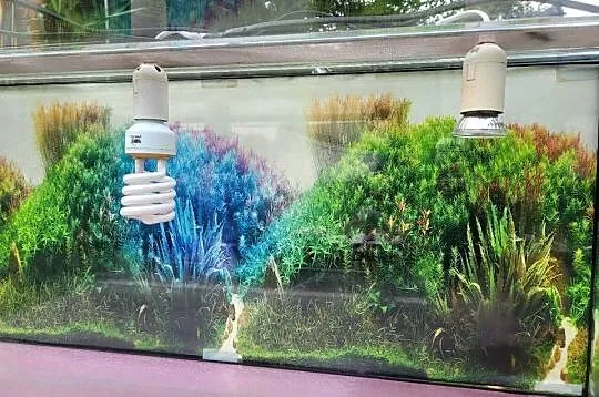 Terrarium szklane 90x40x40, Wielkopolskie, Objezierze