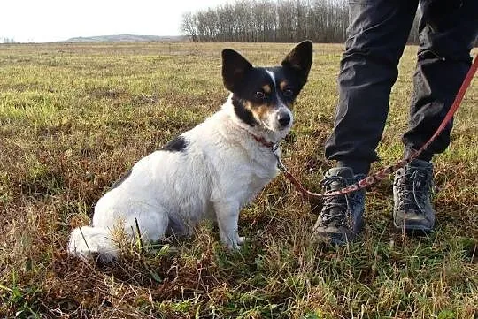 Amigo-drobny okruszek, pieszczoszek-lubi koty_