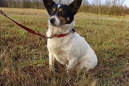 Amigo-drobny okruszek, pieszczoszek-lubi koty_