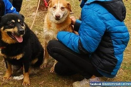 Karmi traci nadzieję, nie pozwólmy mu umrzeć samot
