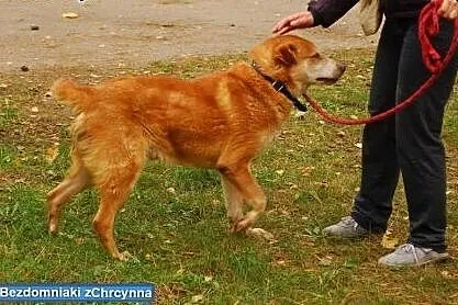 Karmi traci nadzieję, nie pozwólmy mu umrzeć samot