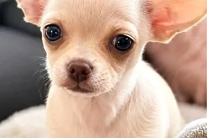 Dziewczynka krótkowłosa Chihuahua Lenka, Łódzkie, Piotrków Trybunalski