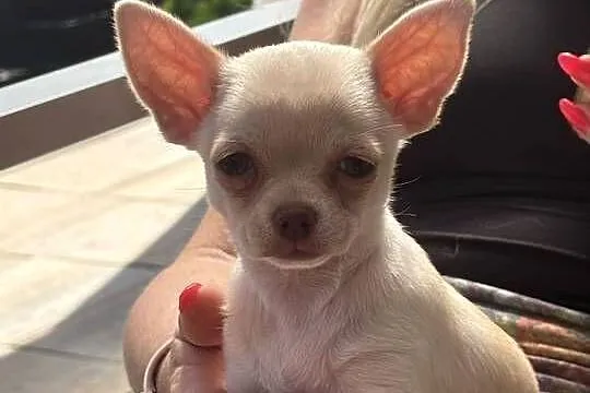 Dziewczynka krótkowłosa Chihuahua Lenka, Łódzkie, Piotrków Trybunalski