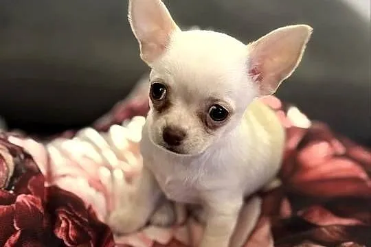 Dziewczynka krótkowłosa Chihuahua Lenka, Łódzkie, Piotrków Trybunalski