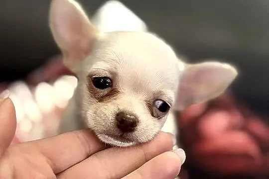 Dziewczynka krótkowłosa Chihuahua Lenka, Łódzkie, Piotrków Trybunalski