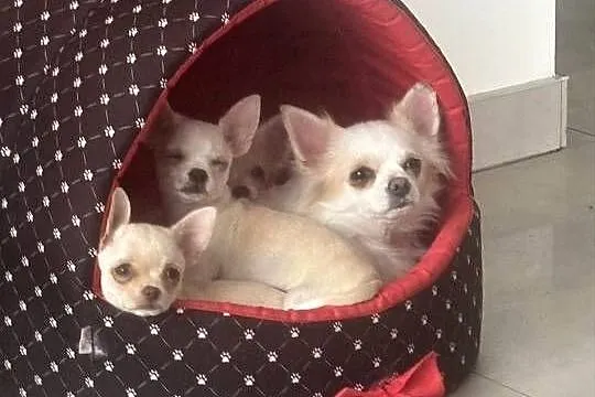 Dziewczynka krótkowłosa Chihuahua Lenka, Łódzkie, Piotrków Trybunalski