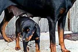 Dobermany szczeniaki mocne!!
