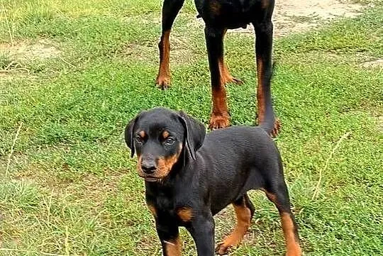 Dobermany szczeniaki mocne!!, Mazowieckie, Ostrów Mazowiecka
