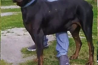 Dobermany szczeniaki mocne!!, Mazowieckie, Ostrów Mazowiecka