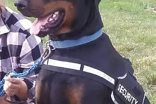 Dobermany szczeniaki mocne!!, Mazowieckie, Ostrów Mazowiecka