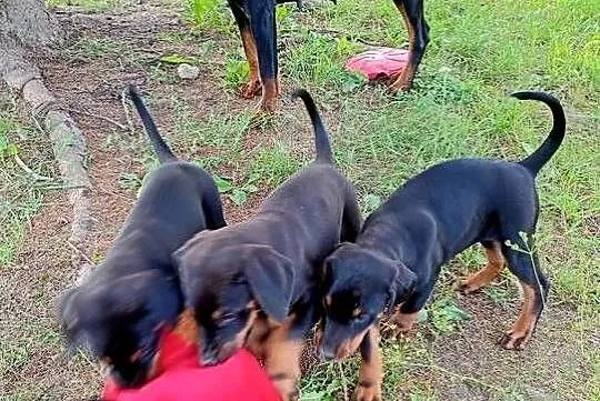 Dobermany szczeniaki mocne!!, Mazowieckie, Ostrów Mazowiecka