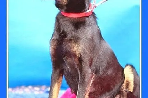 9 kg,pinczerowata,łagodna,delikatna suczka RADZIA.