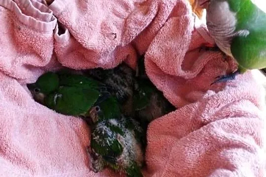Papugi na pupila do oswojenia. Gadające młode mnichy, Świętokrzyskie, Sandomierz