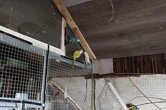 Papugi na pupila do oswojenia. Gadające młode mnichy, Świętokrzyskie, Sandomierz