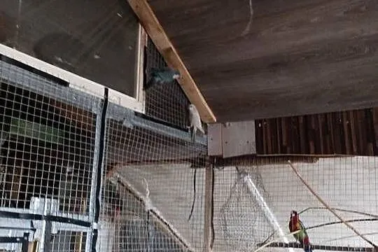 Papugi na pupila do oswojenia. Gadające młode mnichy, Świętokrzyskie, Sandomierz