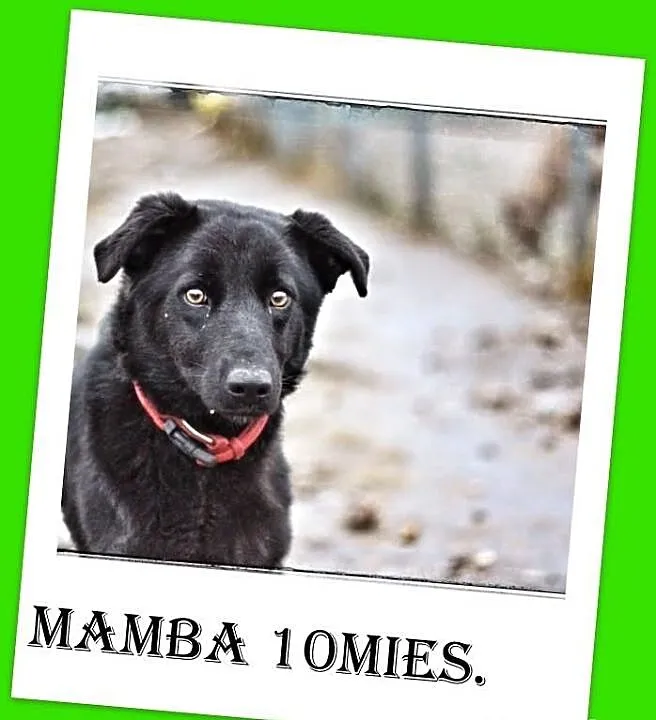 MAMBA-10mies.suczka owczarek belgijski mix,burszty