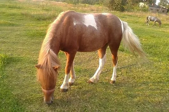 Kucyk szetlandzki klacz, srokata