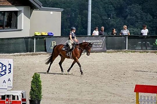 Młody wałach do sportu