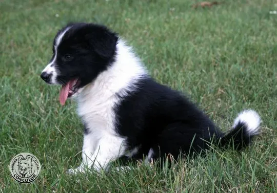 Border Collie - szczeniaki czarno-białe - badania genetyczne rodziców. Border coli., , Radom