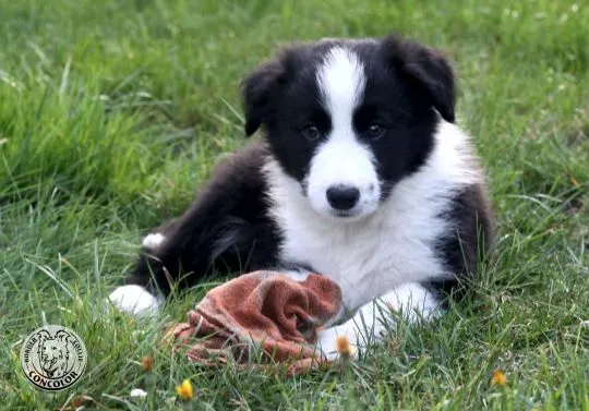 Border Collie - szczeniaki czarno-białe - badania genetyczne rodziców. Border coli., , Radom