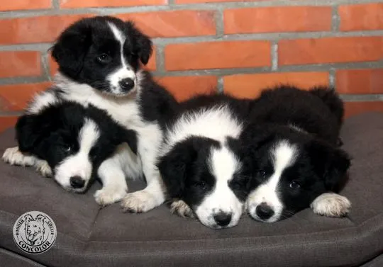 Border Collie - szczeniaki czarno-białe - badania genetyczne rodziców. Border coli., , Radom