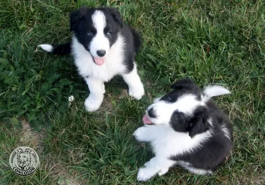 Border Collie - szczeniaki czarno-białe - badania genetyczne rodziców. Border coli., , Radom