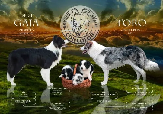 Border Collie - szczeniaki czarno-białe - badania genetyczne rodziców. Border coli.