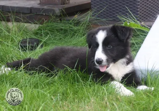 Border Collie - szczeniaki czarno-białe - badania genetyczne rodziców. Border coli., , Radom