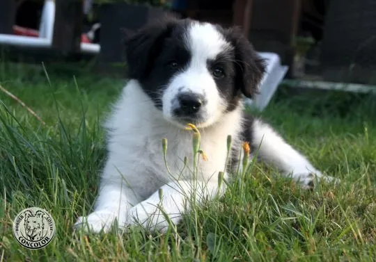 Border Collie - szczeniaki czarno-białe - badania genetyczne rodziców. Border coli., , Radom