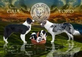 Border Collie - szczeniaki czarno-białe - badania genetyczne rodziców. Border coli.