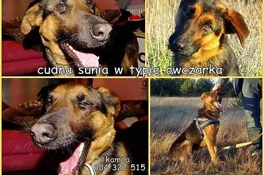 Kalina - cudna sunia w typie owczarka,  Kundelki c
