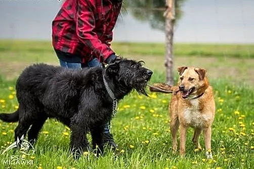 KAJ - kudłacz wzorcowy, do adopcji gotowy!,  święt