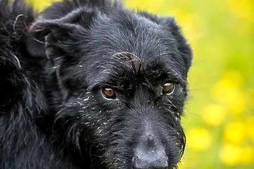 KAJ - kudłacz wzorcowy, do adopcji gotowy!,  święt