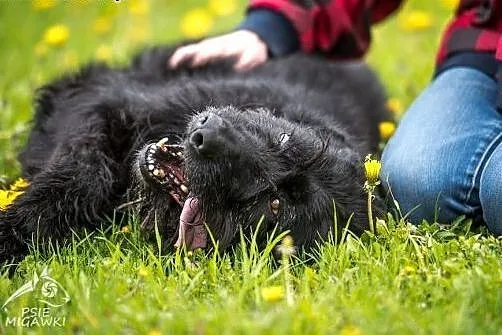 KAJ - kudłacz wzorcowy, do adopcji gotowy!,  święt