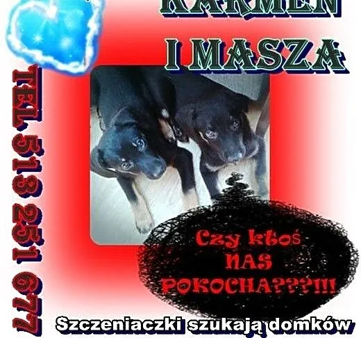 Szczeniaczki szukają domków!!, Kundelki cała Pols