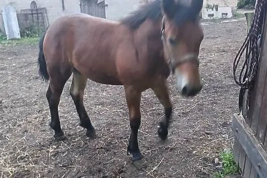 Ogierek zimnokrwisty