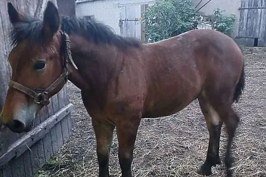 Ogierek zimnokrwisty, Podlaskie, Waniewo