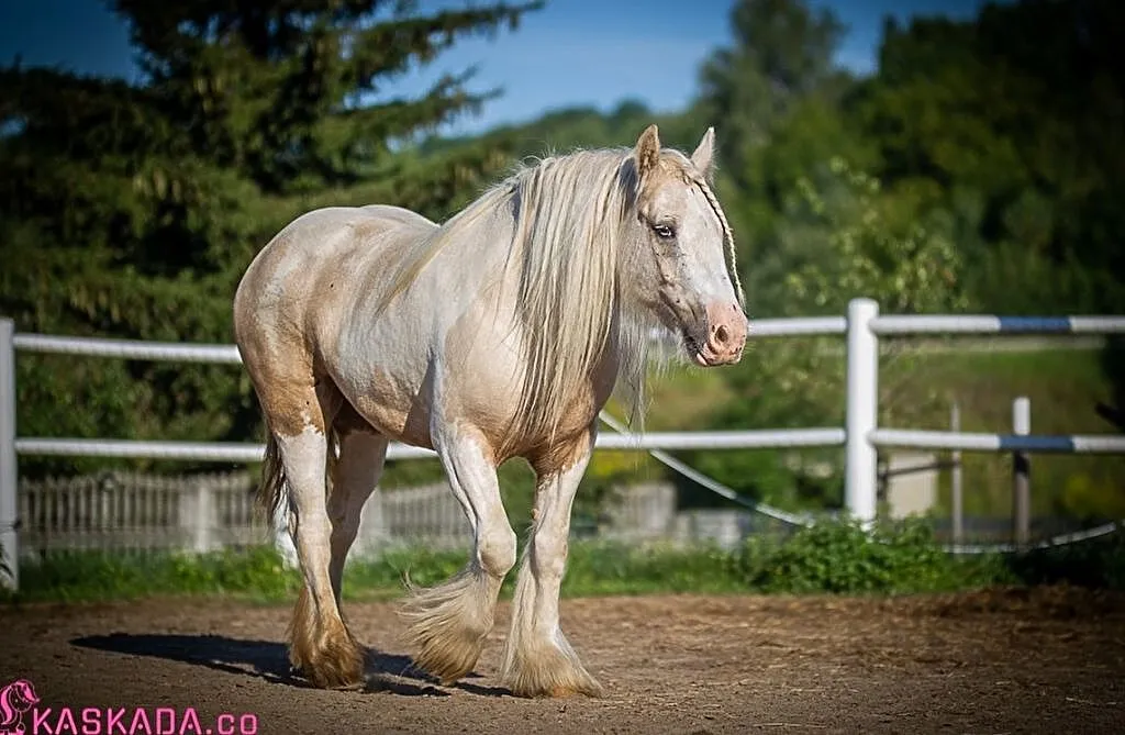 Przepiękna klacz Gypsy Cob, ,